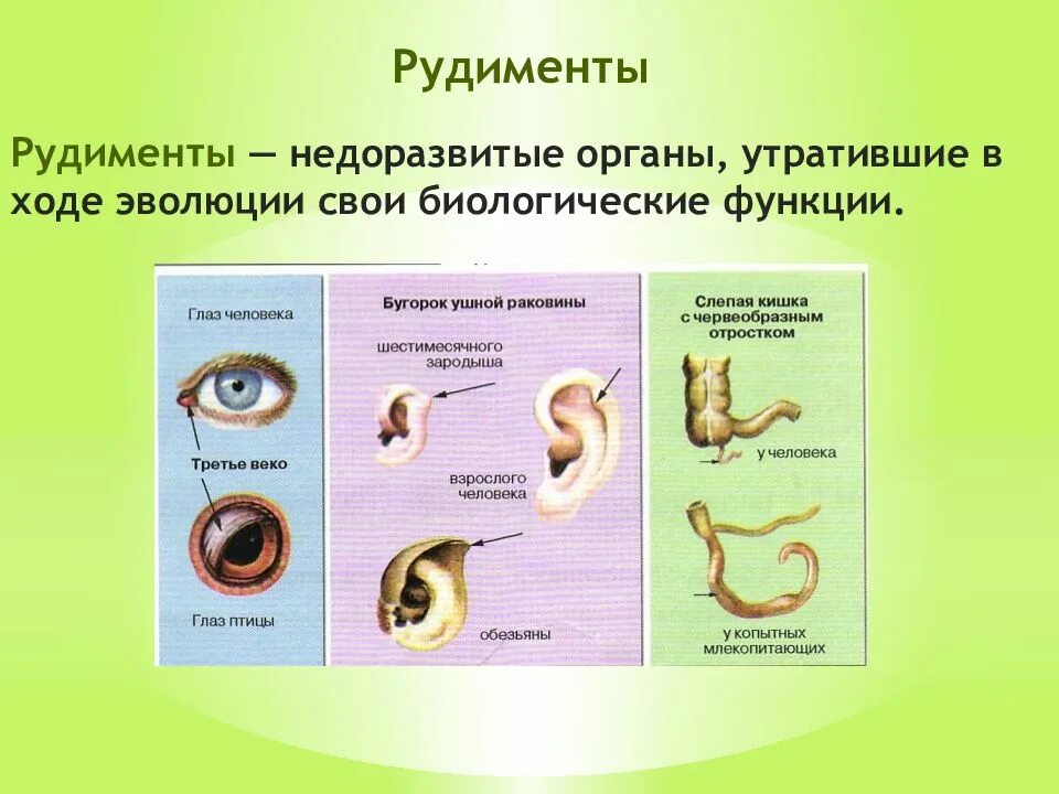 Рудимент доказательство эволюции. Рудименты доказательства эволюции.