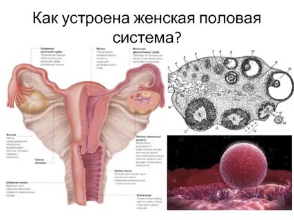 Женская половая система рисунок