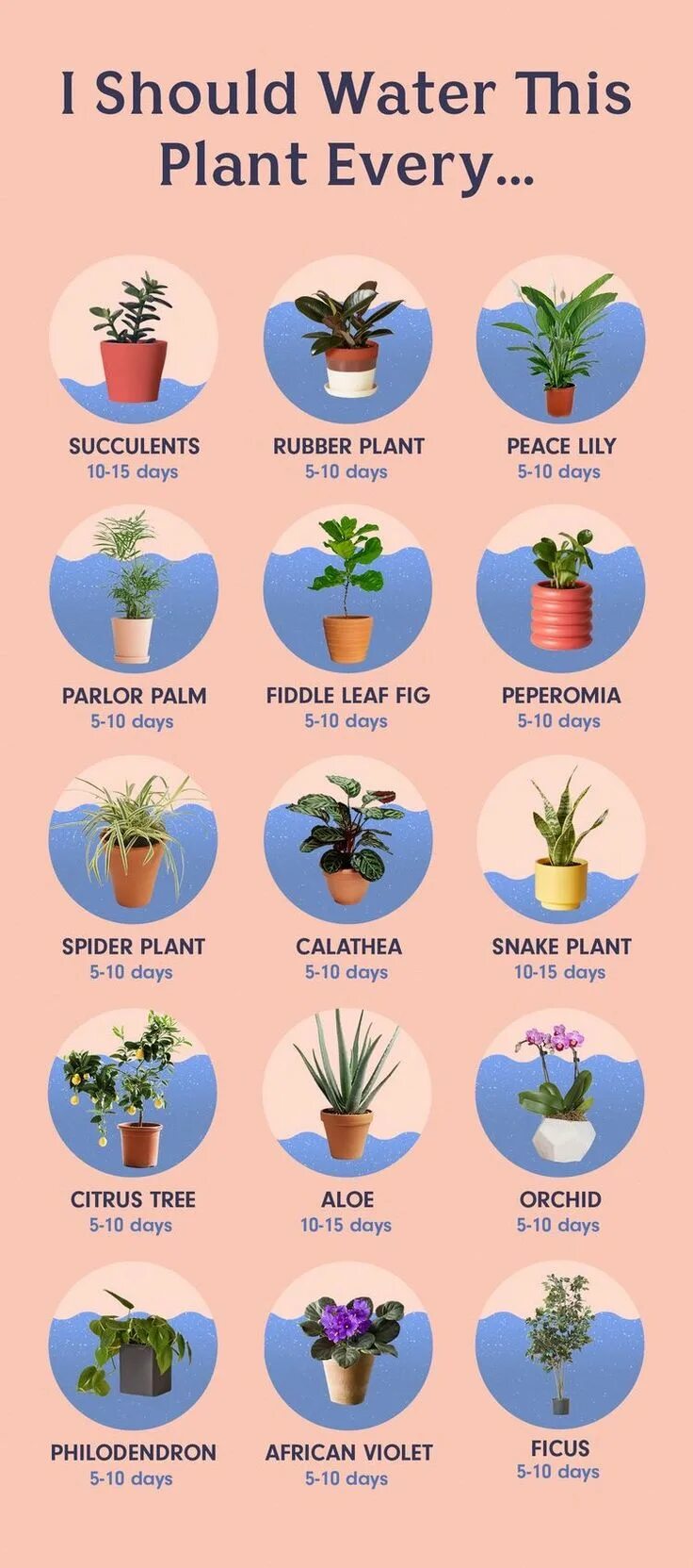 Topic about how to grow houseplant. Полив комнатных растений. The plants to water every day. Инфографика растения. The plants to water every day.