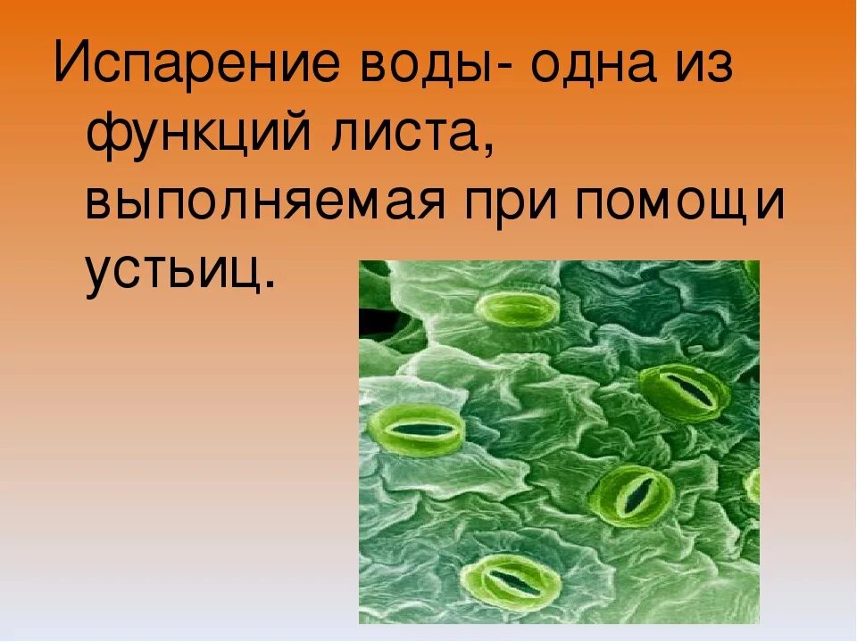 Через устьица у растений. Испарение воды листьями 6 класс биология. процесс испарения воды у растений. процесс испарения воды листьями растений. испарение воды растениями листопад.