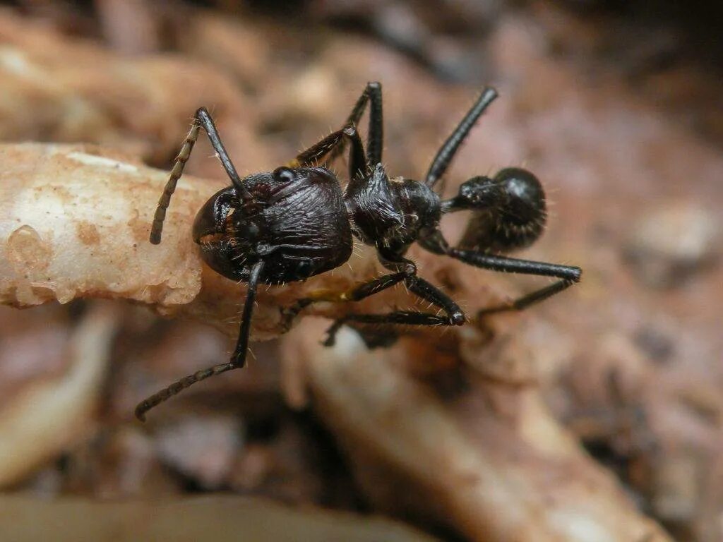 Красный муравей бульдог. Рыжий лесной муравей. Среда обитания муравья. Муравей пуля. Муравей золотой панцирь.