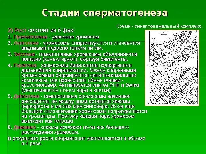 Процесс стадия сперматогенеза. Стадии сперматогенеза. Фаза роста сперматогенез. Этапы сперматогенеза. Перечислите стадии сперматогенеза.