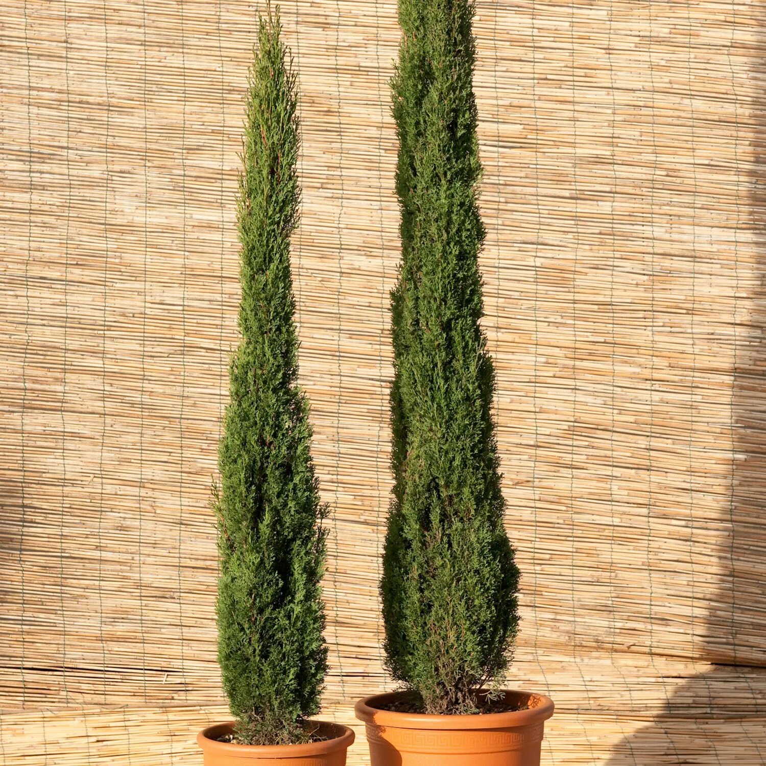 Кипарис Купрессус. Кипарис вечнозеленый (Cupressus sempervirens). Кипарис итальянский (Cupressus sempervirens). Кипарисовик вечнозеленый пирамидальный. Семейство хвойных