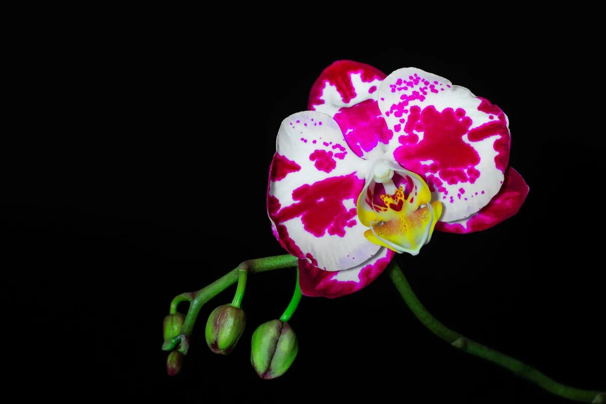 Коллаж из орхидей. Фаленопсис centurion. Фаленопсис диффузион. Орхидеи мира. Башмачок ротшильда орхидея.