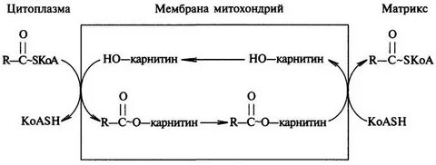 Биохимия митохондрий