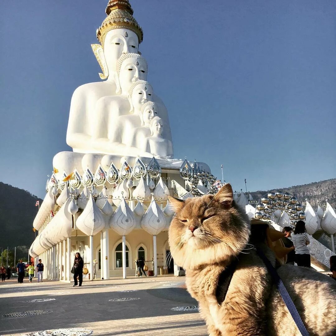 Bone bone cat. Кот бон-бон из таиланда. кот bone bone. кот в тайланде. коты и достопримечательности.