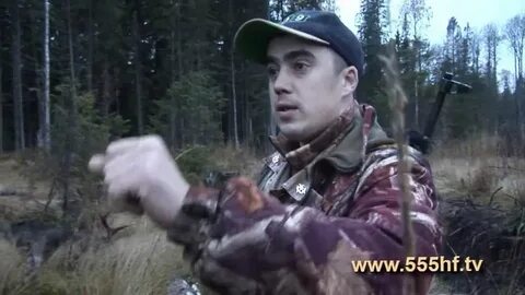 Голос лося на реву