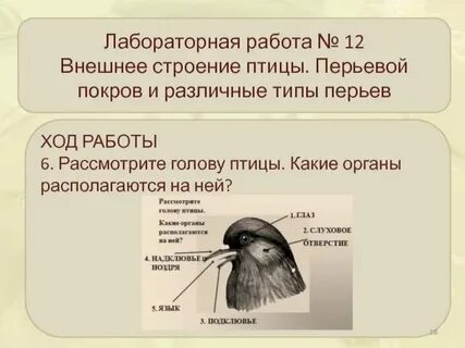 Строение покровов у птиц