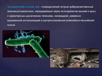 Возбудителем сыпного тифа является