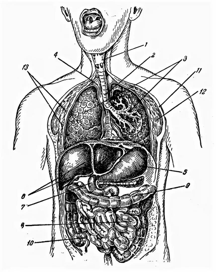 Структура органов человека. Строение организма человека внутренние органы. Внутренние органы человека схема вид сбоку. Строение внутренних органов сбоку. Строение органов человека спереди.