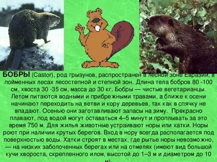 Бобры впадают в спячку