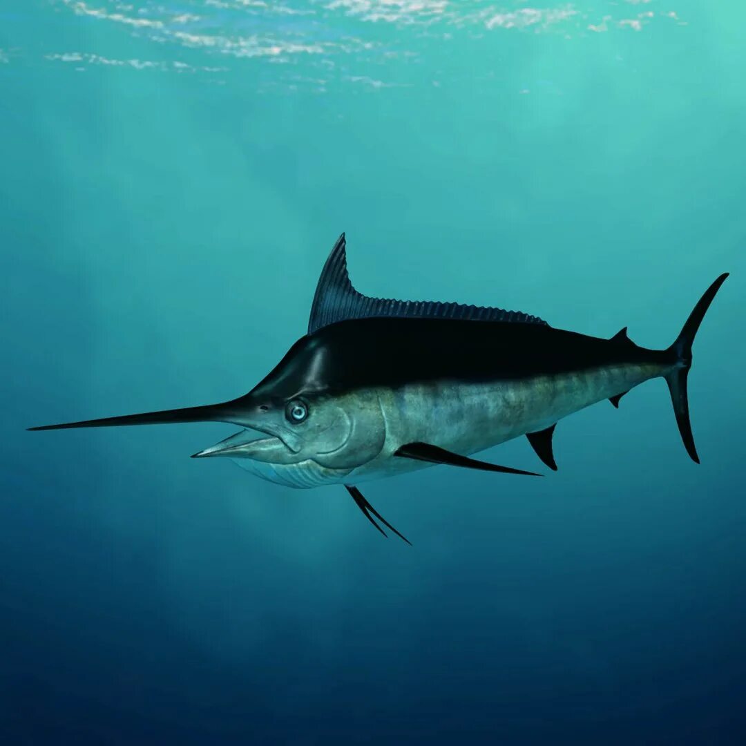 Как выглядит рыба марлен Big Marlin on Sale