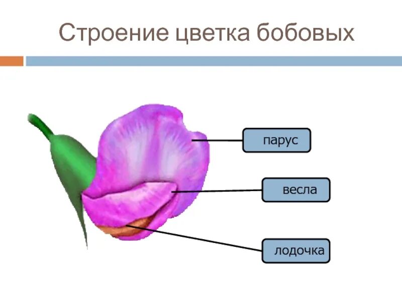 Какую формулу цветка имеют бобовые. Семейство бобовые строение. Строение бобовых цветков. Строение цветков семейства бобовые. Строение цветка бобовые Мотыльковые.