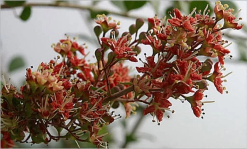 Хна как выглядит растение 50 Lawsonia Inermis (Henna Plant Seed),used to color hair, skin and fabrics. Pla