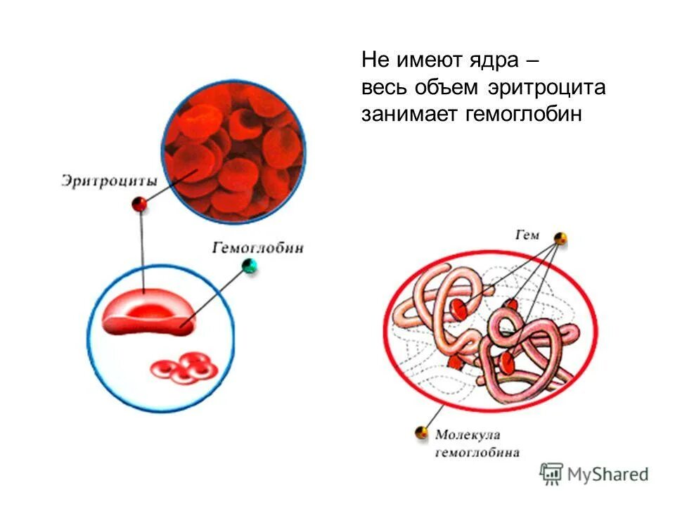 Эритроцит форма ядра. Эритроциты имеют ядро. эритроциты человека имеют ядро. гемоглобин занимает ...% объема эритроцита. внутренние среда организма гемоглобин.