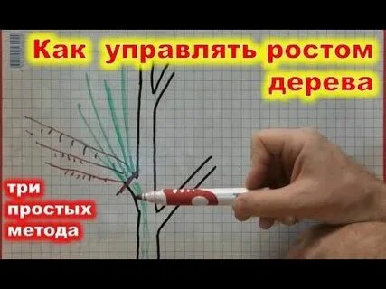 Как можно управлять ростом растений