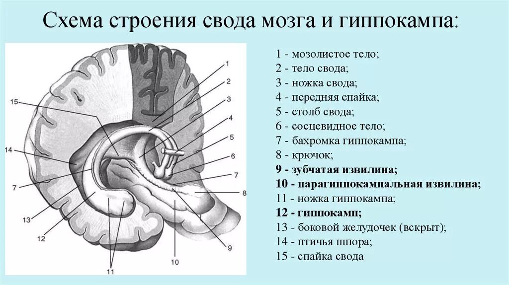 Передний свод. Строение свода конечного мозга. Мозолистое тело свод анатомия. Гиппокамп анатомия. Структуры головного мозга мозолистое тело.