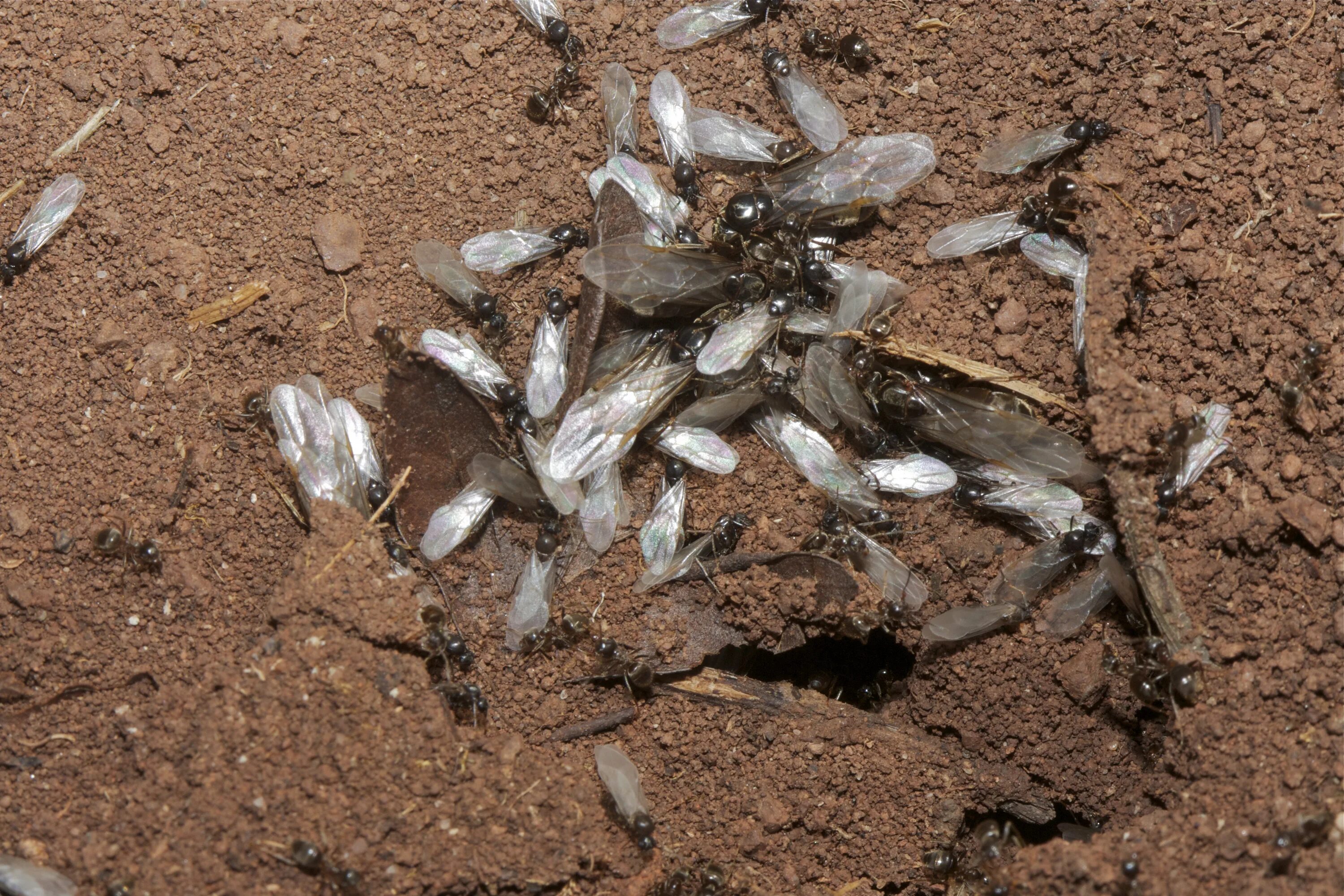 Лёт муравьёв лазиус нигер. Лёт у Lasius Niger. Королева Lasius Niger. Лет муравьев Lasius Niger. Крылатых муравьев