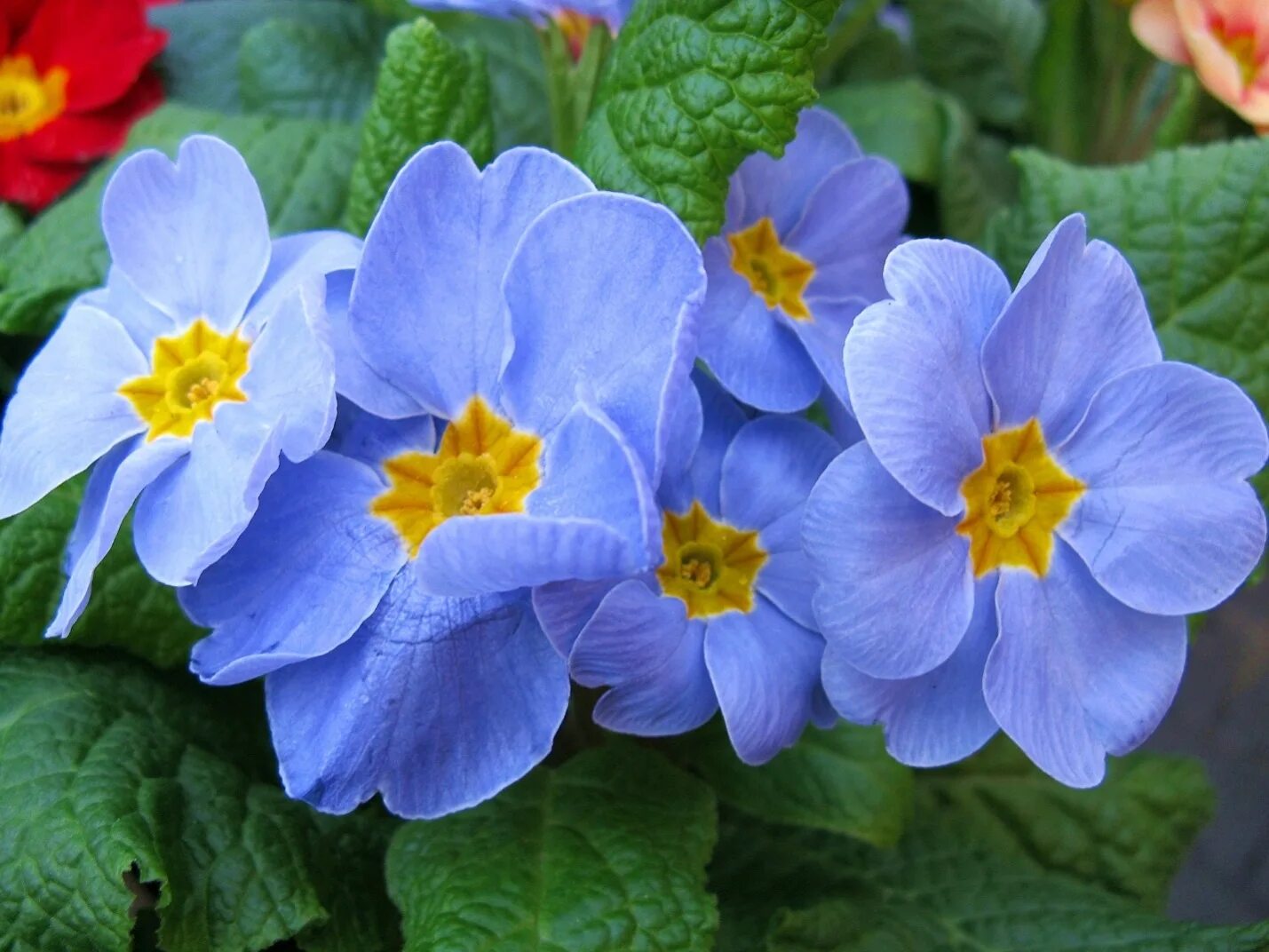 Примула лесная первоцвет. Королевская примула. Примула цветок первоцвет. Примула цветок. Китайская примула.