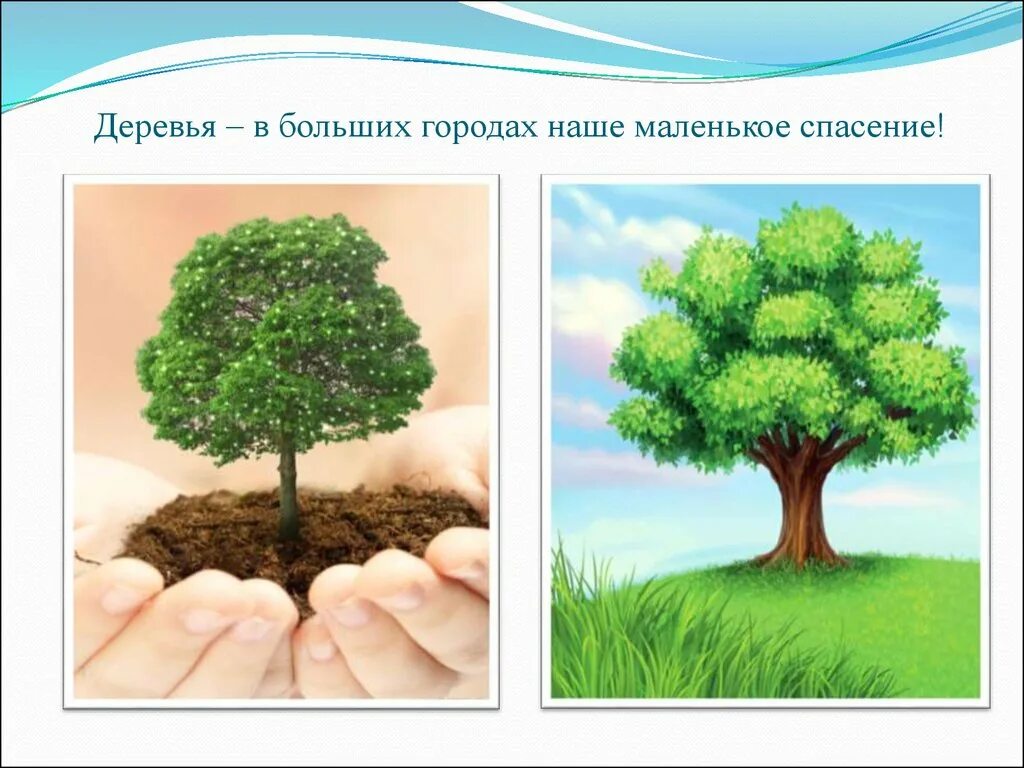 Как написать слово деревья. Деревья в жизни человека. Дерево для презентации. Слайды с изображением деревьев. Роль дерева.