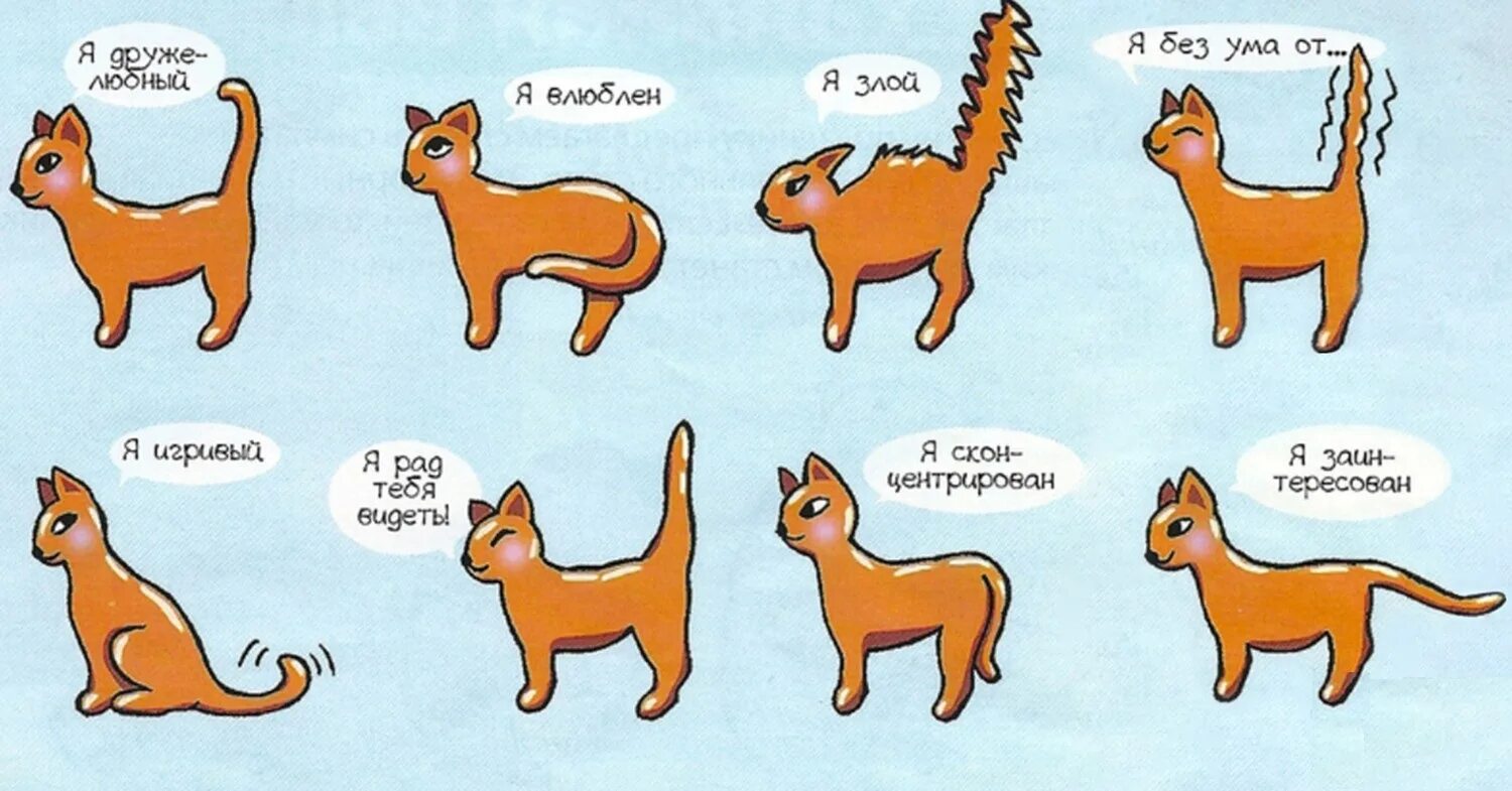 Можно ли бить кошек