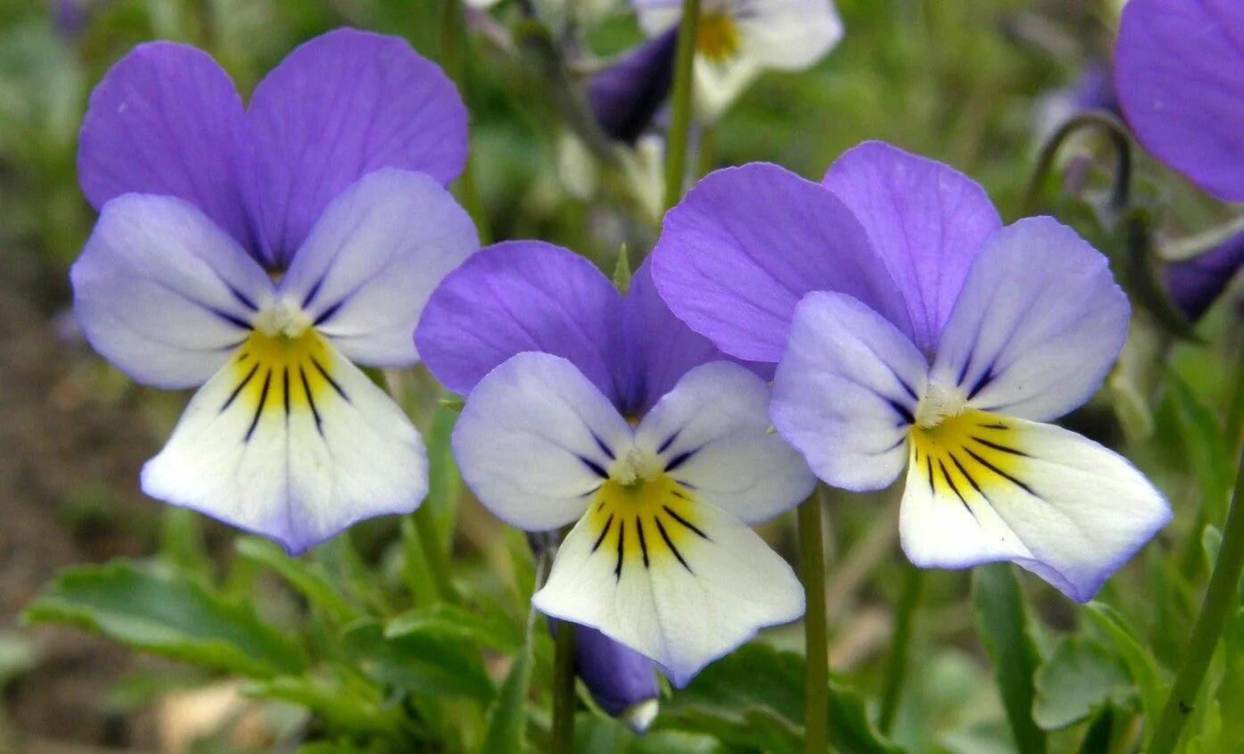 фиалка трехцветная имеет одиночный цветок или соцветие. анютины глазки, виола трехцветная. фиалка трехцветная листья стебель. фиалка трехцветная viola tricolor. фиалка трёхцветная анютины глазки.