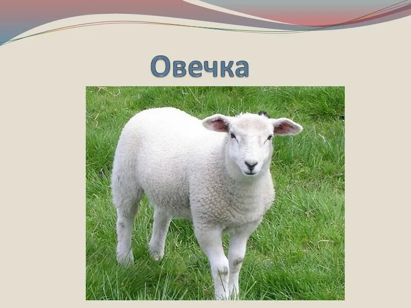 Барашков пятигорск