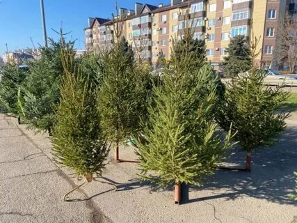 Краснодарские ели