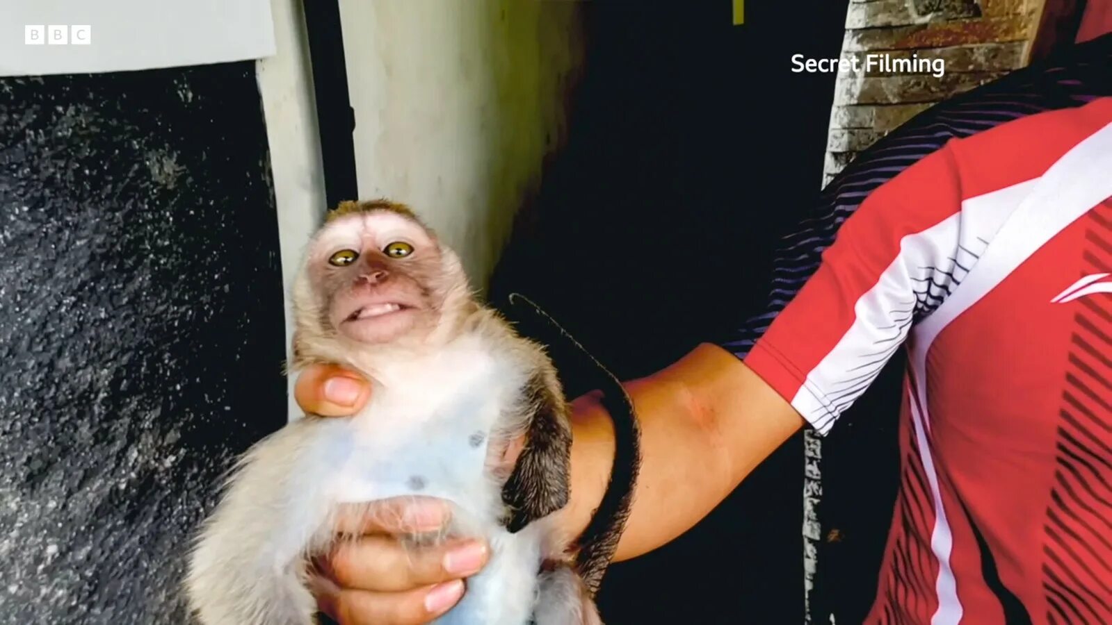 Издеваются над обезьянами. Издевательства над мартышками. Обезьяны издевательство. Издеваются над маленькими обезьянками видео. Издевательства над мартышками.