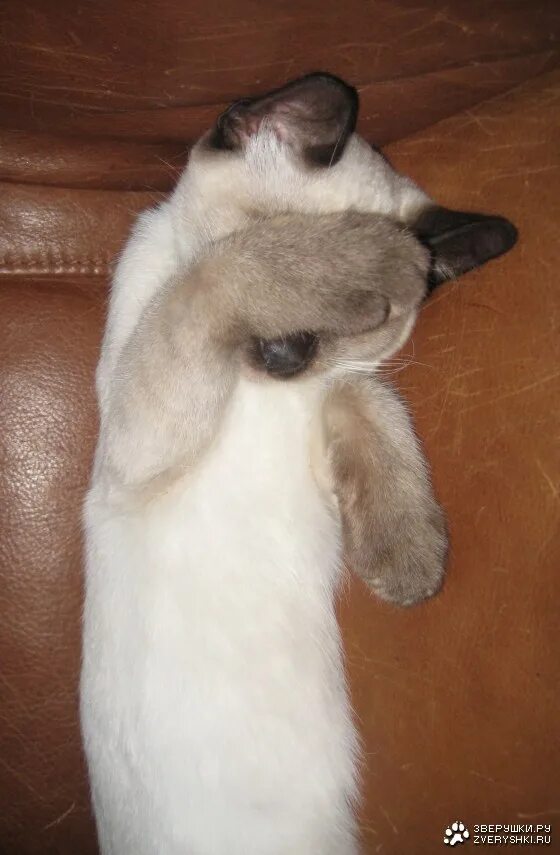 Они были очень смущены. Ой ну ты меня смущаешь. Ой ну перестань. Зайка плачет. Они были очень смущены.