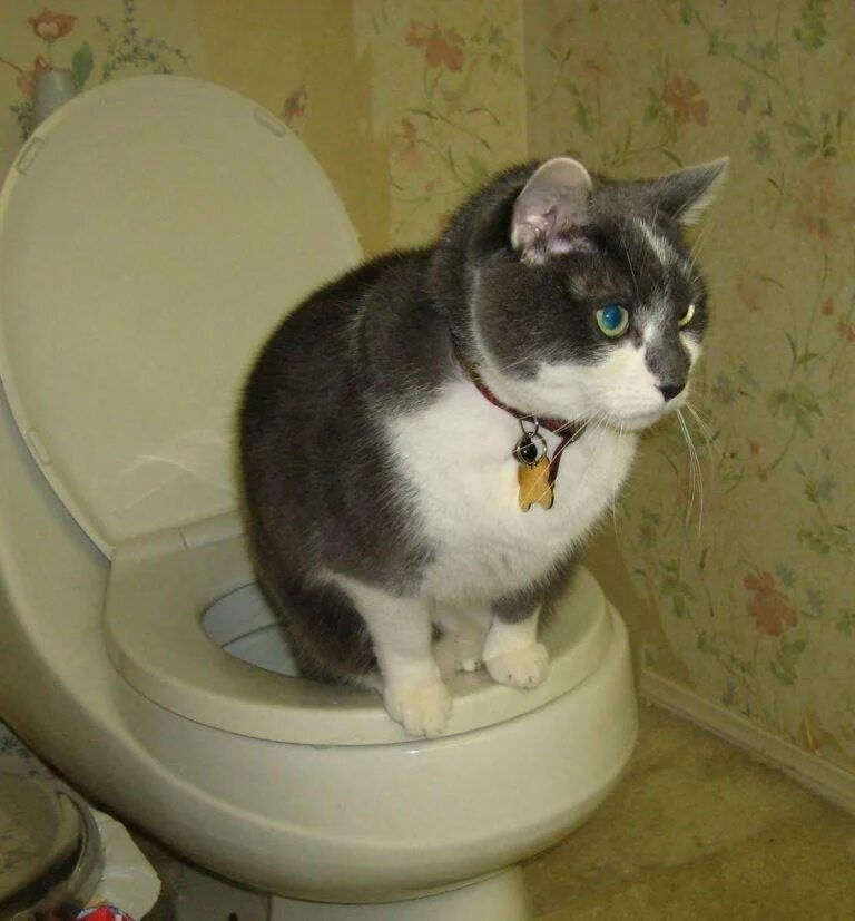 Котенок ходит в горшок