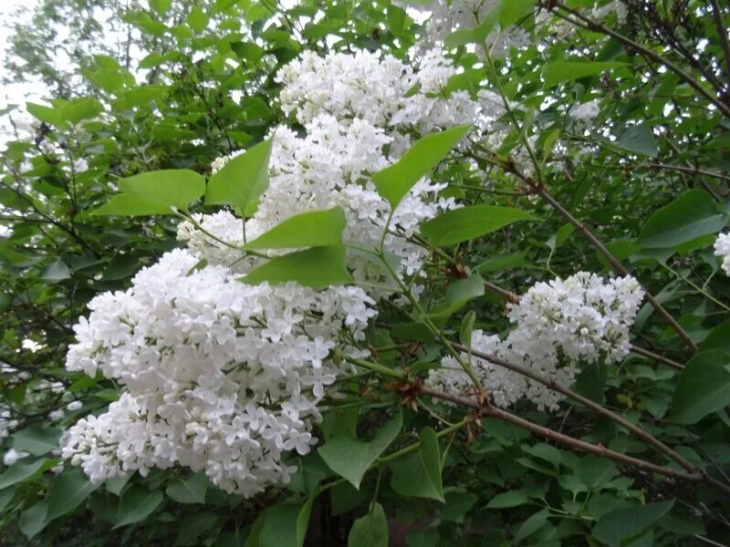 Расцвела сирень вмаем садочки. Расцвела сирень в моем садочке минус. Северная сирень. Расцевеласирень в моем садочке. Расцвела сирень дьяконов валентин.