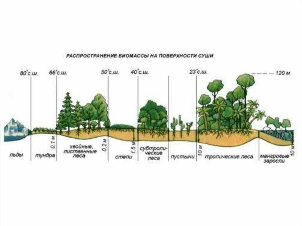 Как распределяется биомасса в пределах биосферы