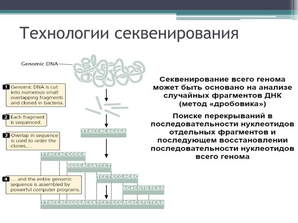 Секвенирование нуклеотидов. Метод секвенирования. Этапы секвенирования ДНК. Метод секвенирования генома. Секвенирование химический метод схема.