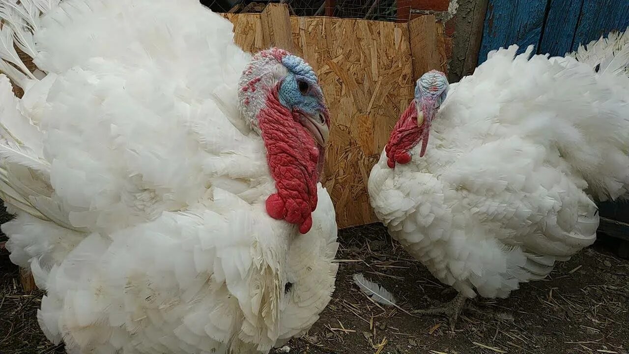 Индюки биг-6 (big-6). Индюки биг 6. Индюки биг. Индюшата биг 6. Индюк 6.