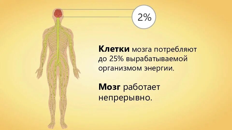 Чем сахар снабжает наш организм