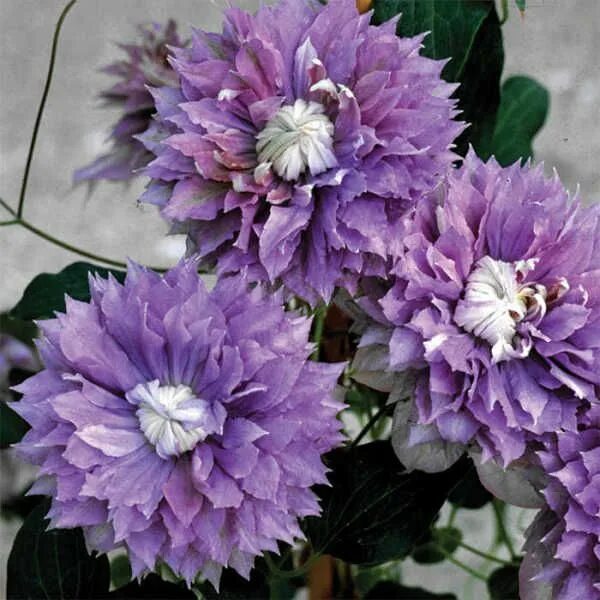 Diamontina Clematis Regal Collection - Flower Plants A to O - Flower Plants - Fl