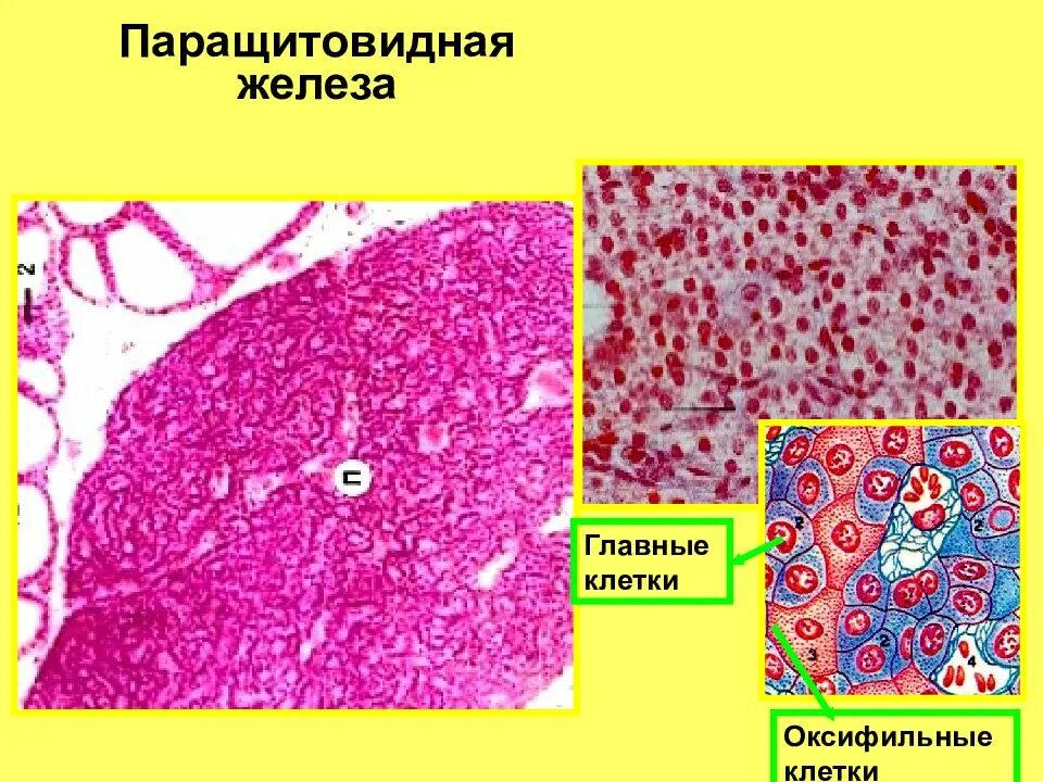 Срез щитовидной железы. Клетки паращитовидной железы гистология. Паращитовидная железа гистология препарат. Околощитовидная железа гистология препарат. Строение околощитовидной железы гистология.