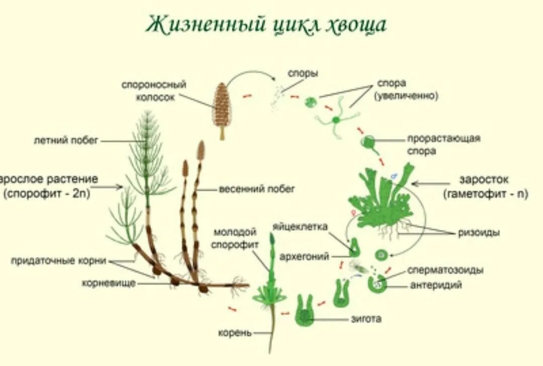 Хвощи размножаются. Цикл развития хвоща схема. Размножение хвоща полевого схема. Цикл хвоща полевого ЕГЭ. Цикл размножения хвощей.