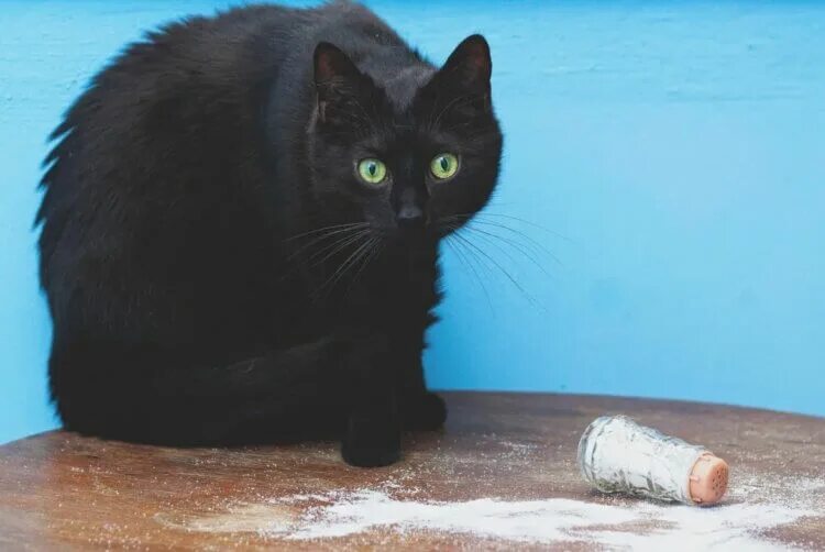 Солевая кошка. Солли с кошкой. Соляная кошек. Солевая кошка. Кошке можно соль.