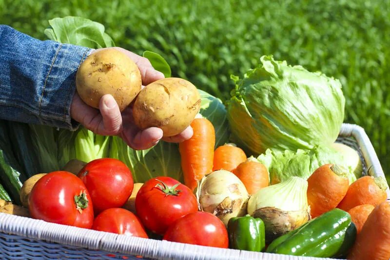 Земля дает урожай. Земля дает урожай. Земля дает урожай. Сбор урожая. Девушка с урожаем.