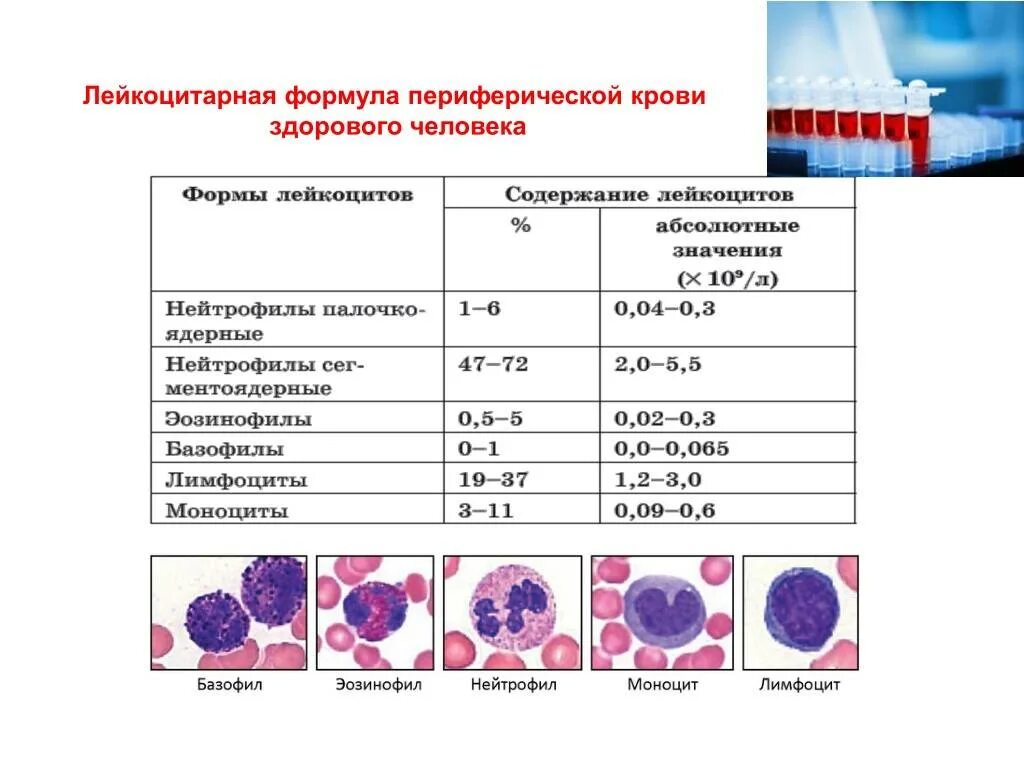 Анализ крови головного мозга. Функции базофил нейтрофил таблица. Мазок крови лейкоцитарная формула. Показатели крови норма лейкоцитарная формула. Нормальные показатели лимфоцитов периферической крови.