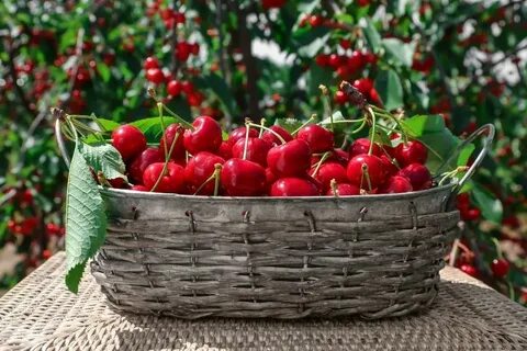 3 кг вишни