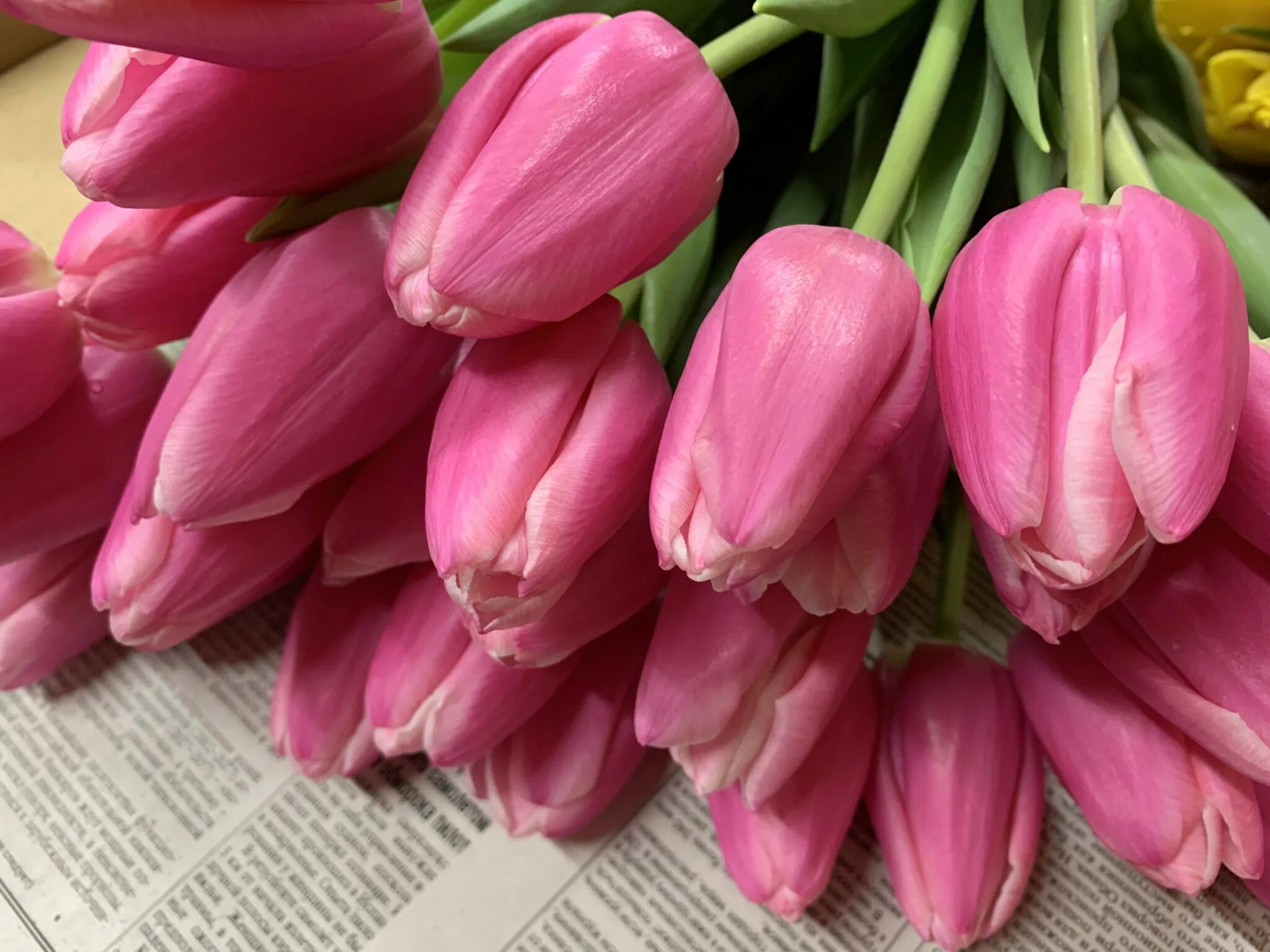 Tulip Milkshake авторское фото BUFL.RU