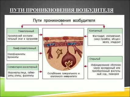 Внедрение возбудителя в организм человека