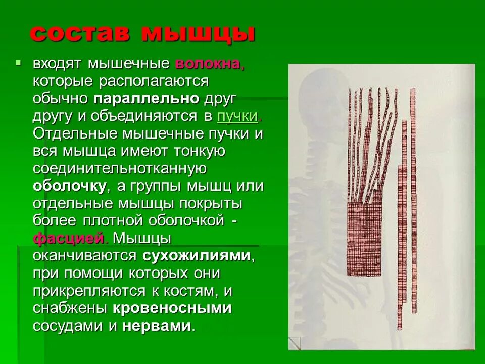 Как называется процесс при котором мышца
