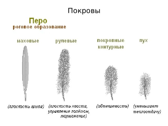 Характеристика пера птицы. Виды перьев. Разновидности перьев птиц. Типы перьев у птиц. Различные виды перьев у птиц.