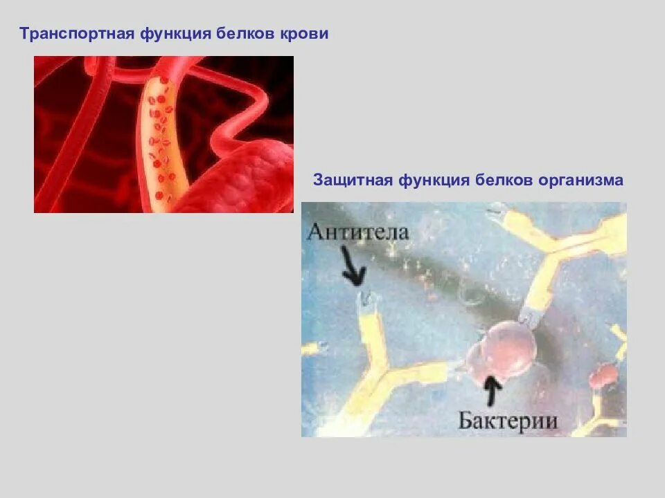 В чем заключается защитная функция белков. Защитная функция белков. транспортная роль белков. функции белков защитная функция. транспортная функция.