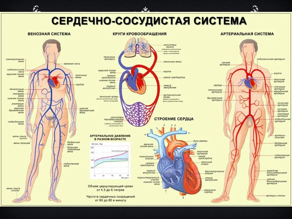 В состав какой системы входит сердце. Сердечная система человека анатомия. Сердечно сосудистая система сердце. Сердечно сосудистаясистеиа. Схема строения сердечно сосудистой системы.