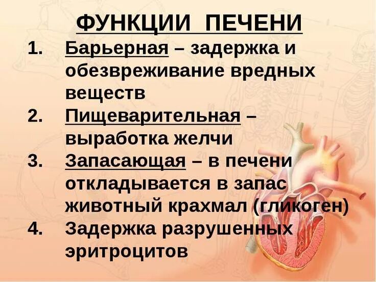 Барьерную функцию в организме выполняет печень. Функции печени в организме. функции печени бвртерная. барьерная роль печени. барьерная роль печени физиология.